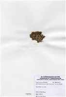 藏品(唇孢藻)的圖片